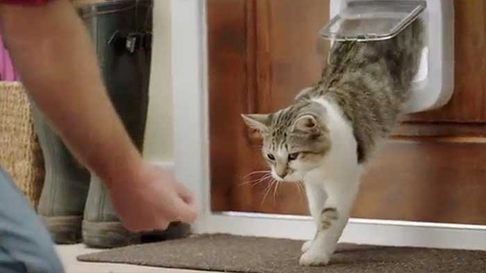 man training a cat to use the 4-way microchip door flap 