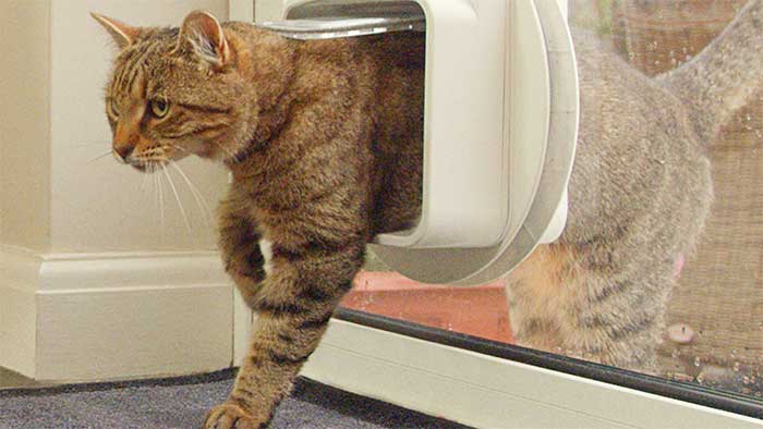 microchipped cat passing through an electronic flap