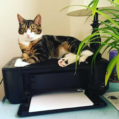 Cat sitting on a black printer at a home office desk