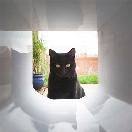 Cat looking through the sureflap tunnel extender